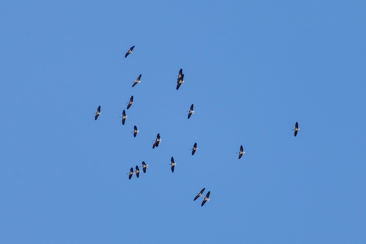 Straw-necked Ibis - ML644286359