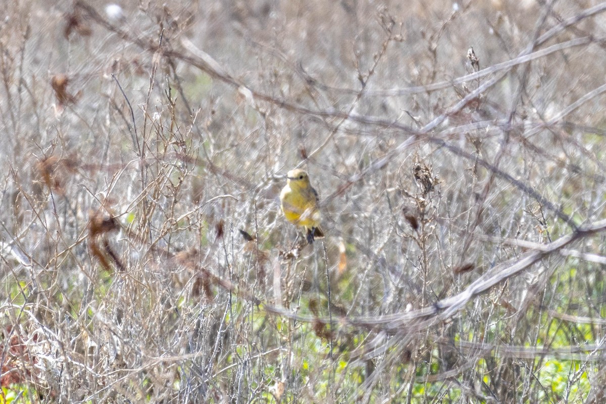 Orange Chat - ML644286361
