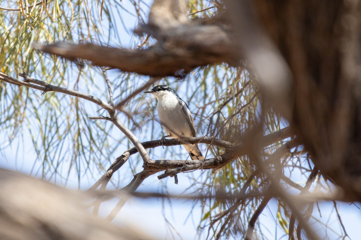 White-winged Triller - ML644286363