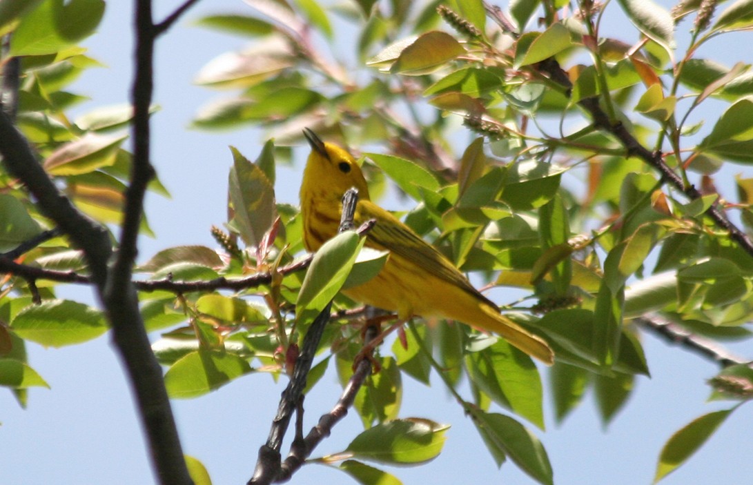 Northern Yellow Warbler - ML644286368