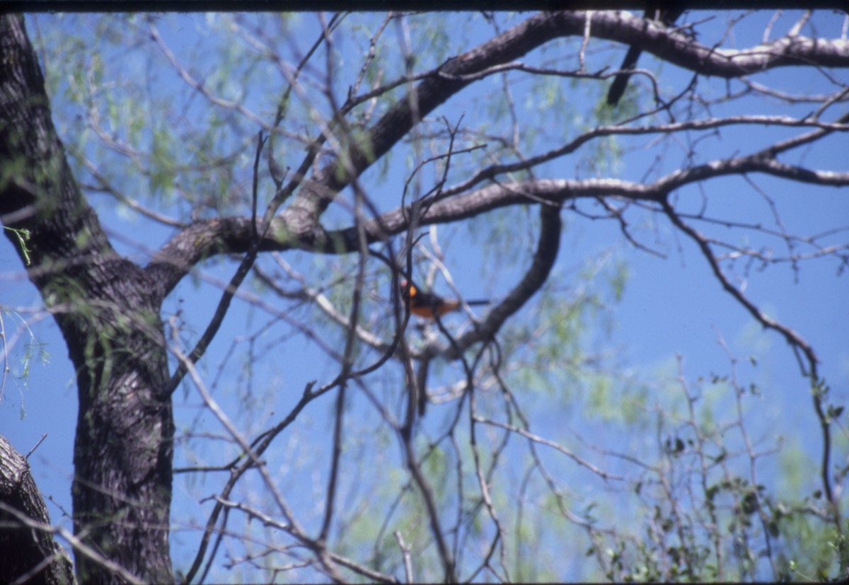 Altamira Oriole - ML644286378