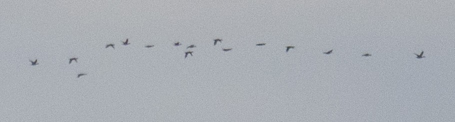 Brant (Pale-bellied) - ML644286379