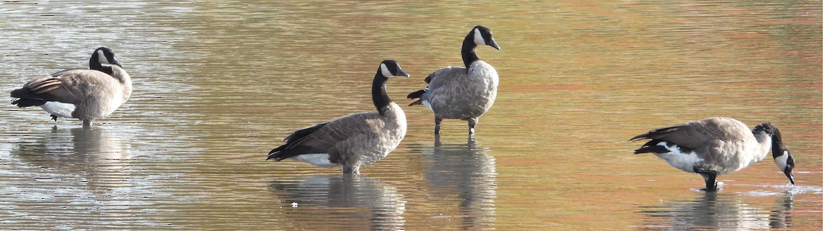 Oca canadese maggiore - ML644286391