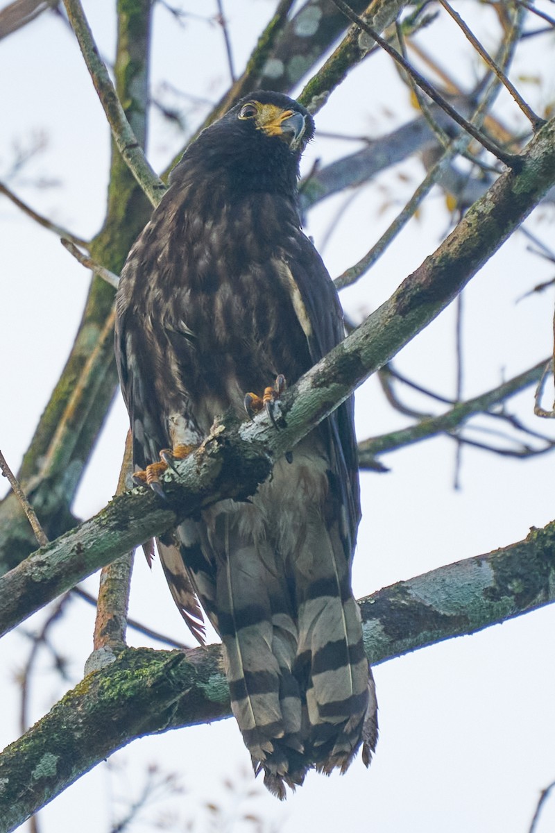 Hook-billed Kite - ML644286450