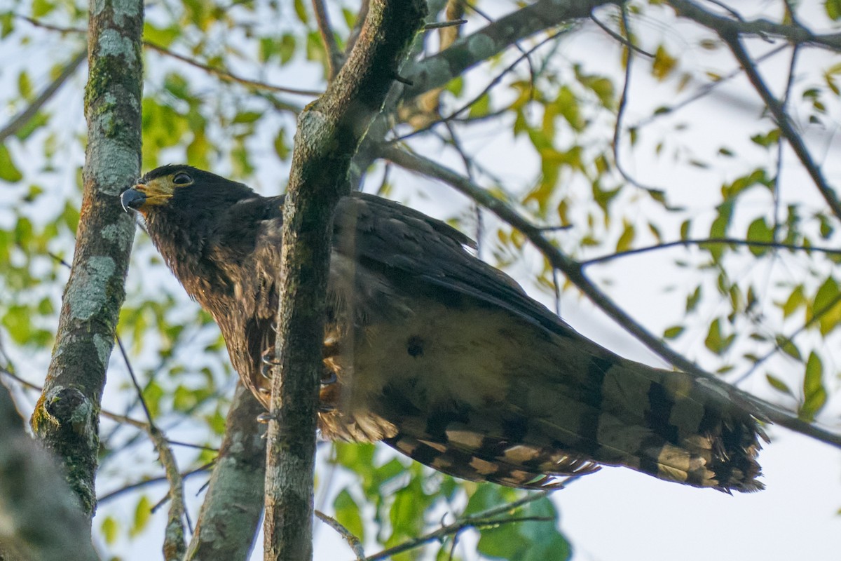 Hook-billed Kite - ML644286451