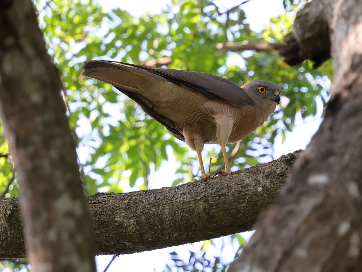 Яструб бурий - ML644286453