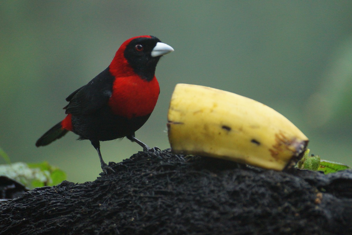 Crimson-collared Tanager - ML644286458