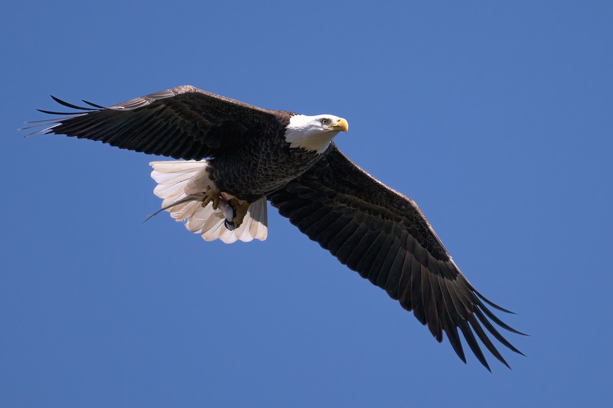 Bald Eagle - ML644286463
