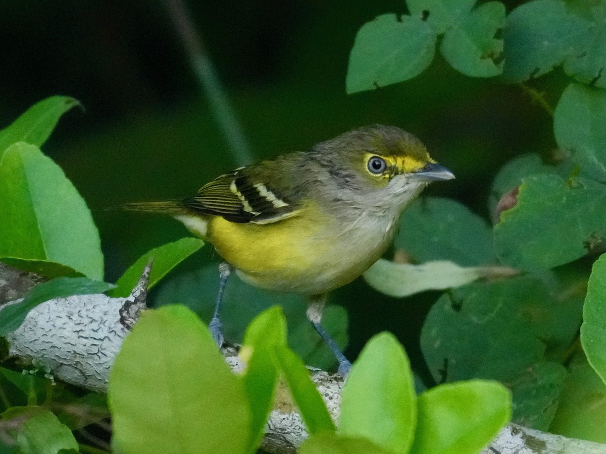 White-eyed Vireo - ML644286482