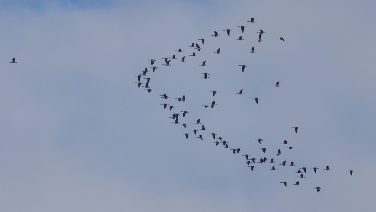 Oca canadese maggiore - ML644286484