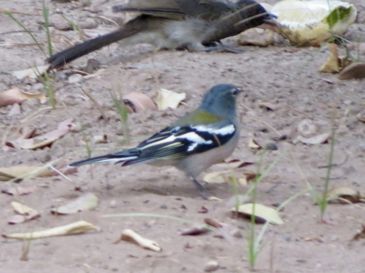 African Chaffinch - ML644286489