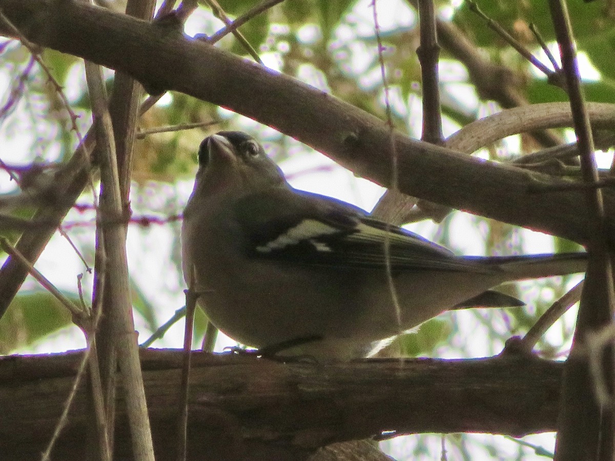 African Chaffinch - ML644286490