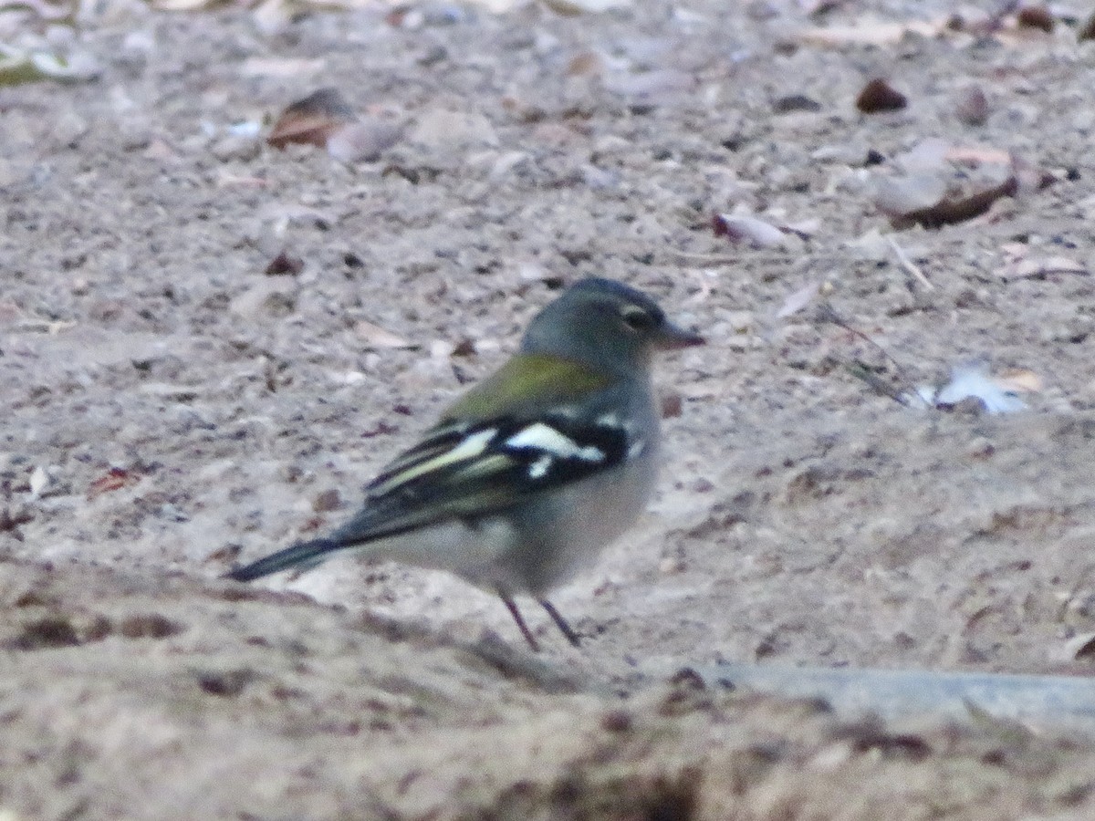 African Chaffinch - ML644286491
