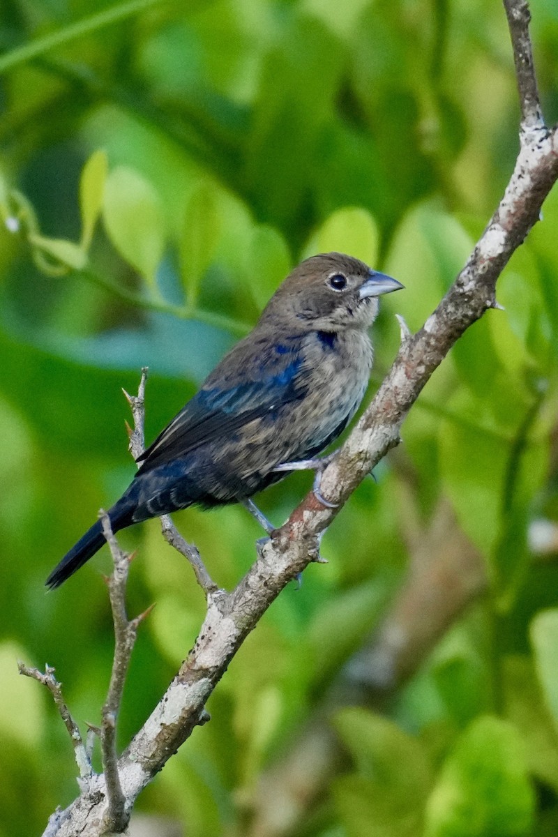 Якарина - ML644286497