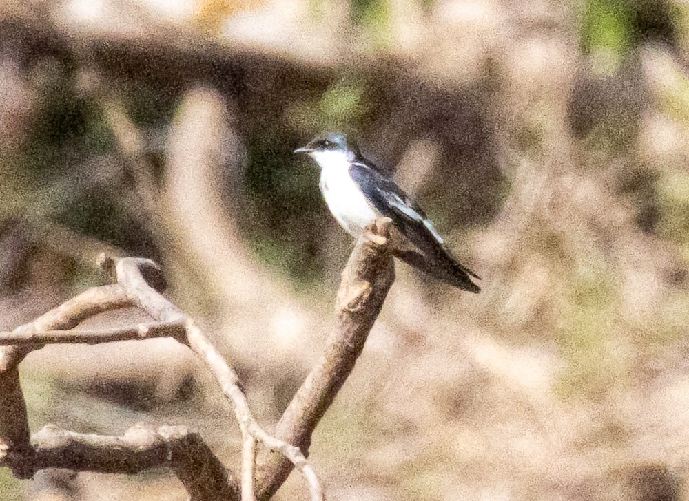 ハジロミドリツバメ - ML644286505