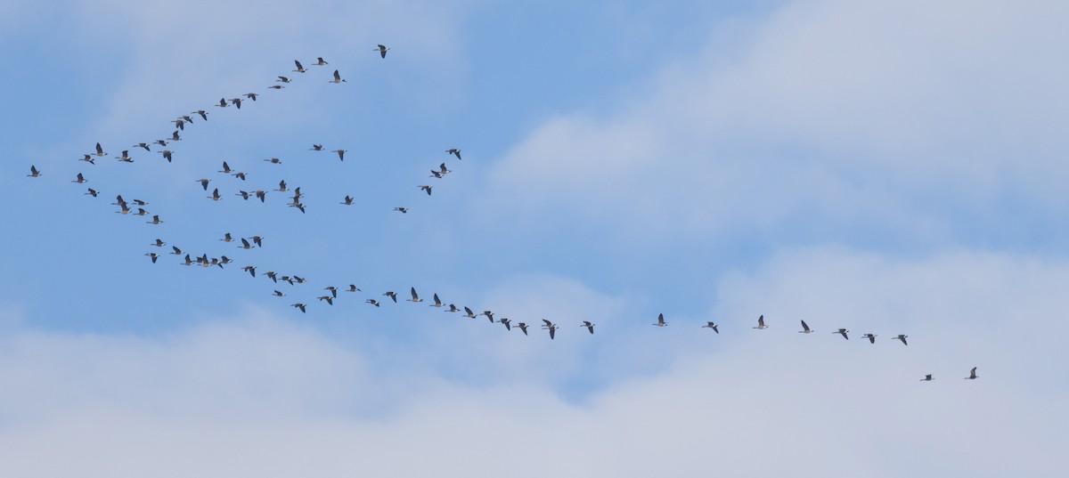 Oca canadese maggiore - ML644286506