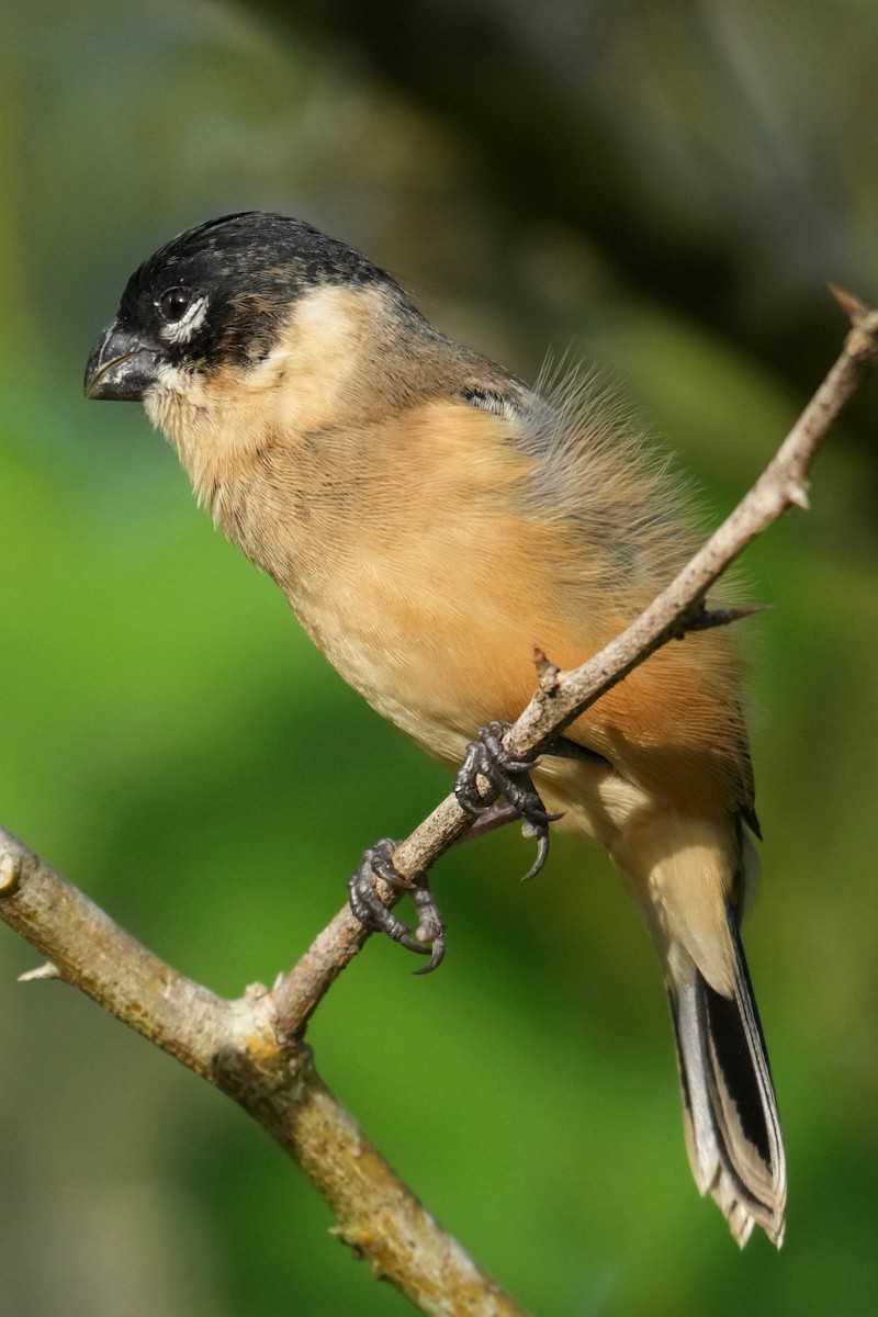 hvitkragefrøeter - ML644286508