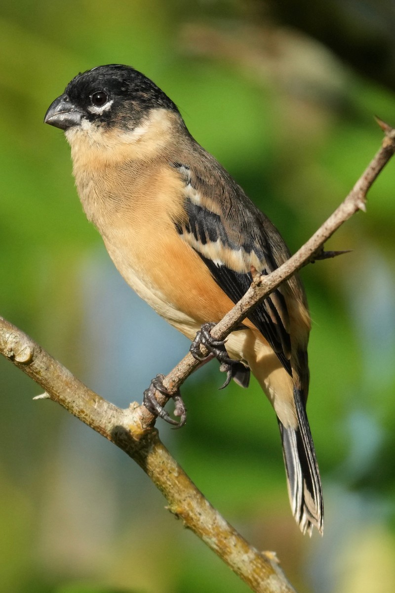 hvitkragefrøeter - ML644286509