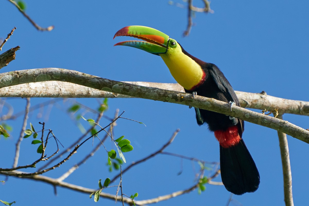 tukan středoamerický - ML644286511