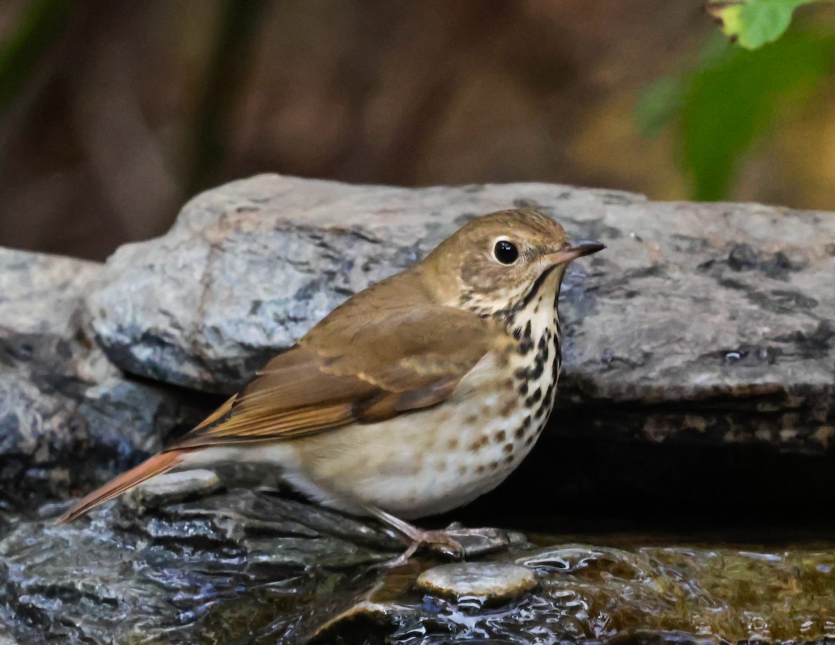 Hermit Thrush - ML644286513