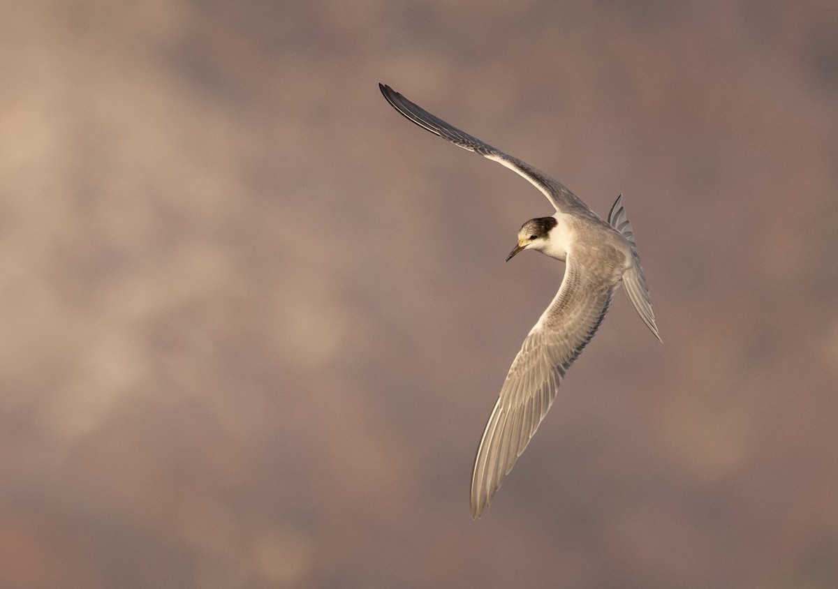 Common Tern - ML644286514