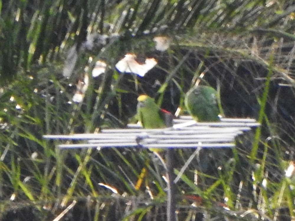 Amazone à front jaune - ML644286515