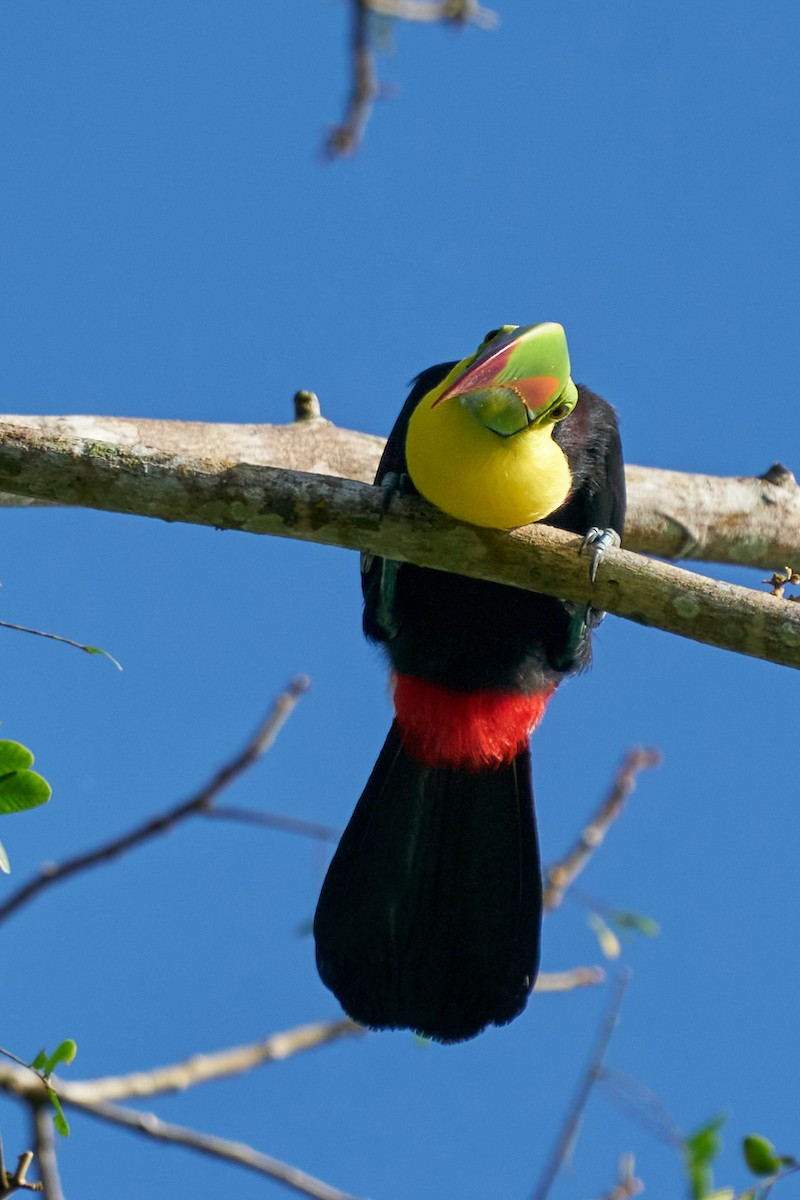 tukan středoamerický - ML644286516