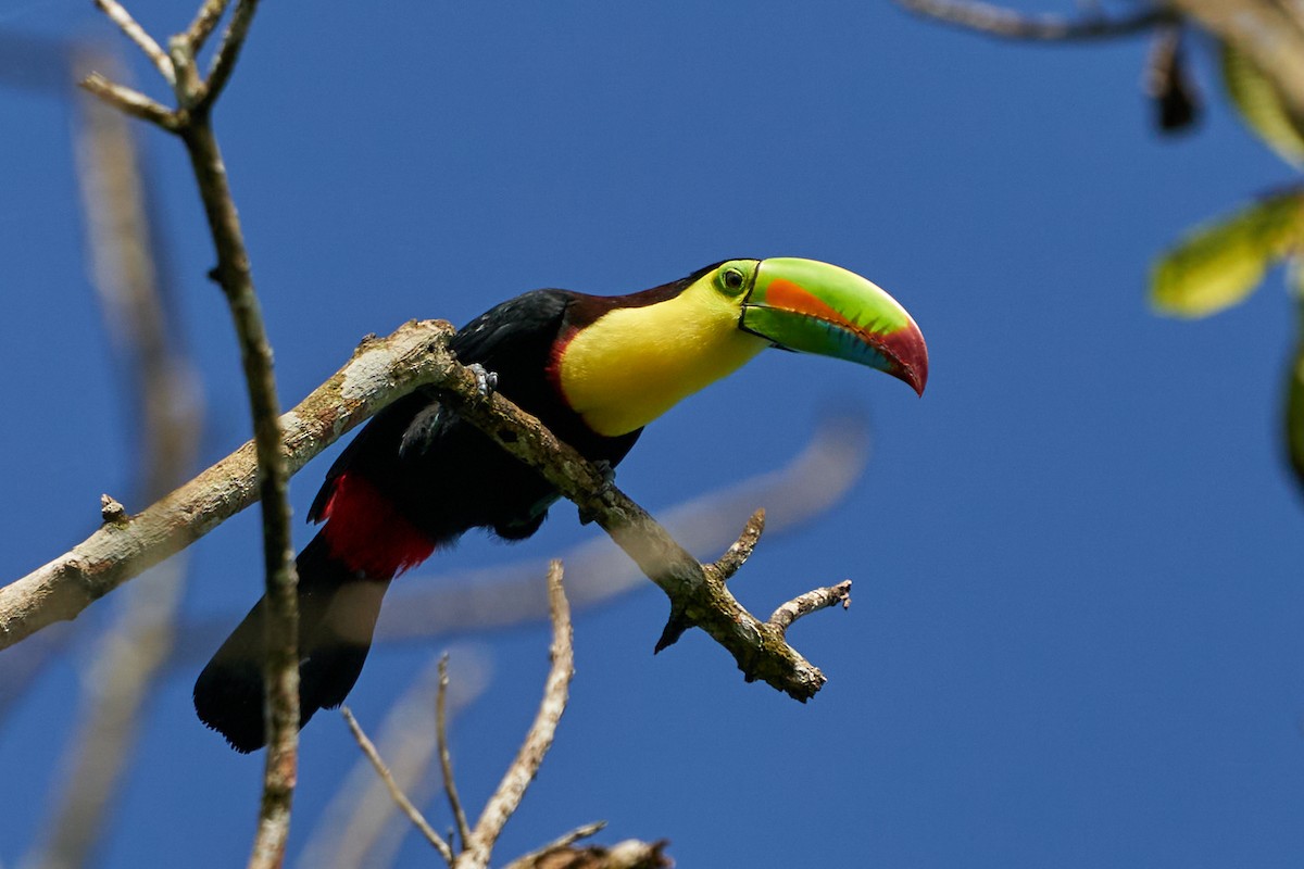 tukan středoamerický - ML644286527