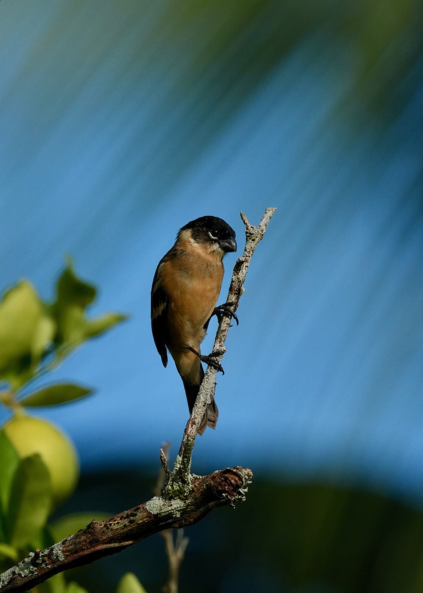 hvitkragefrøeter - ML644286528