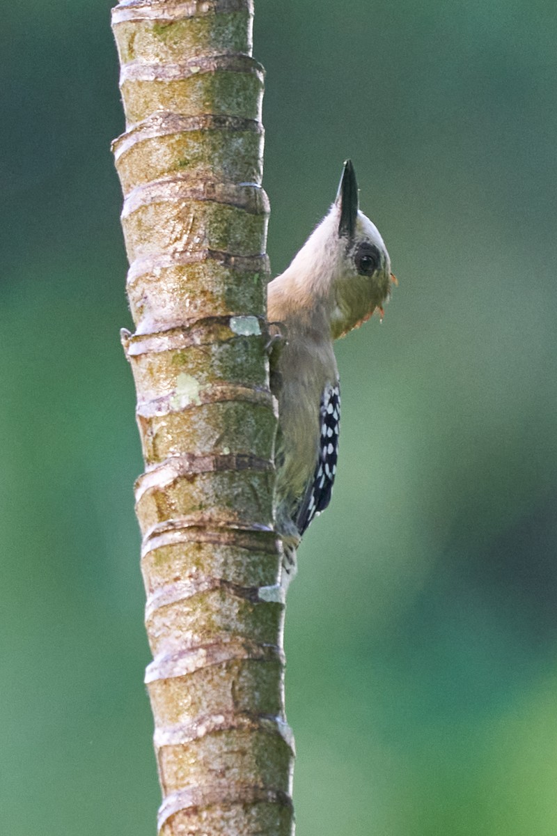 datel kápový - ML644286533