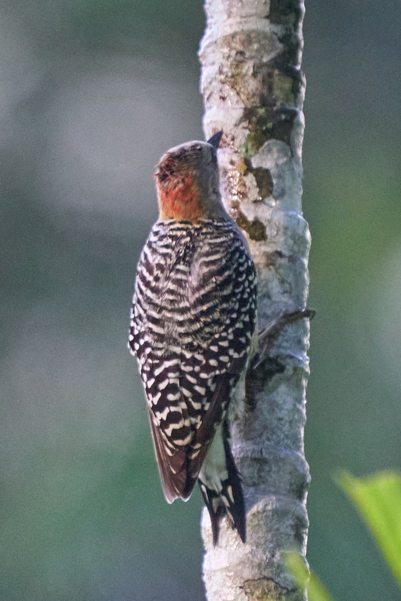 datel kápový - ML644286534