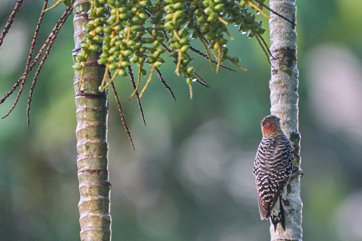 datel kápový - ML644286535