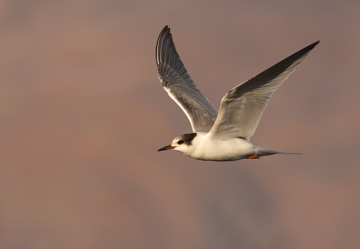 Common Tern - ML644286559