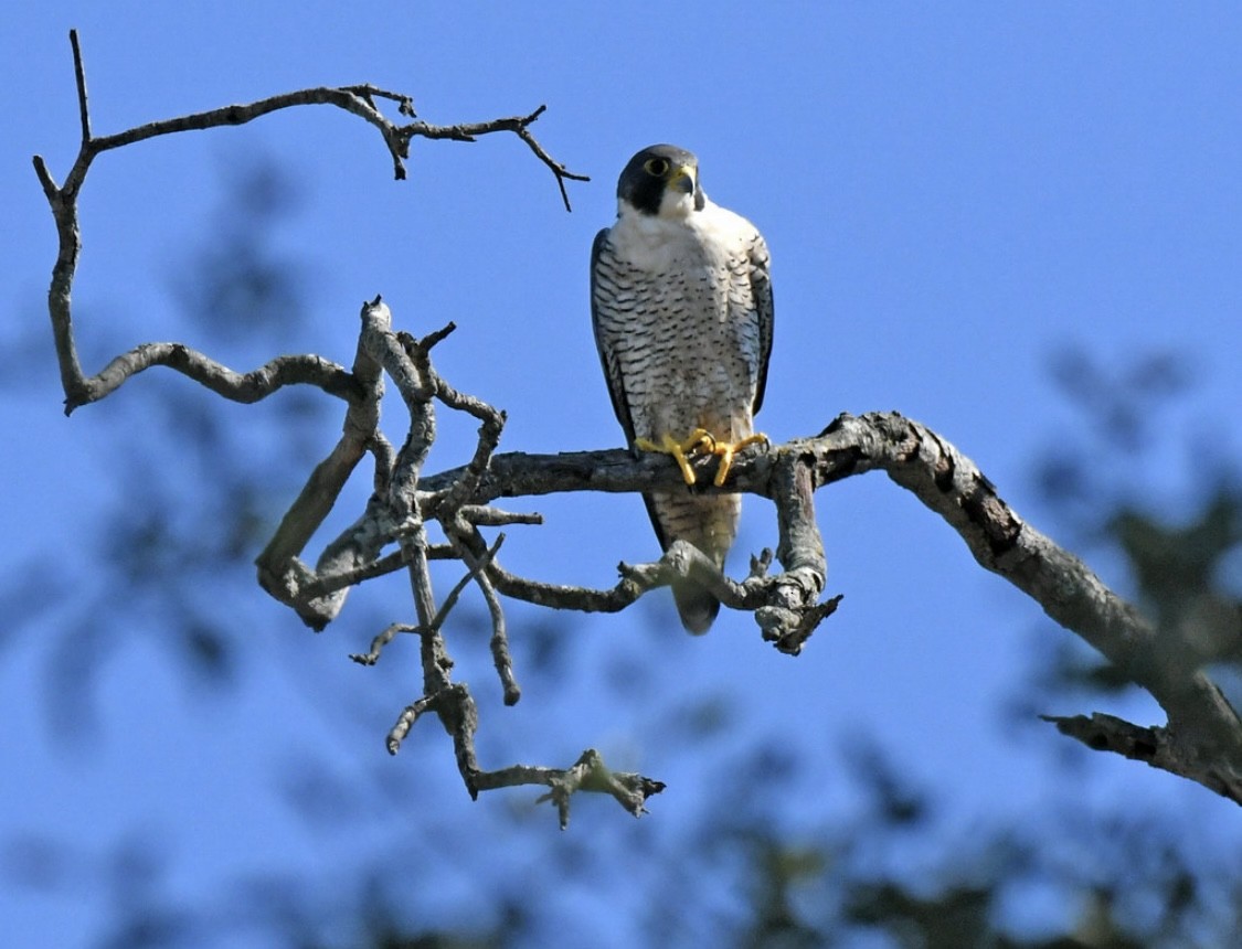 Faucon pèlerin - ML644286563