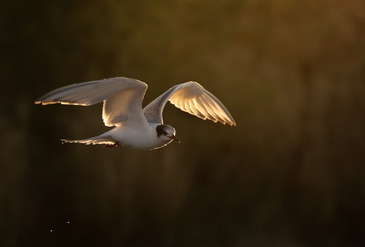 Common Tern - ML644286566