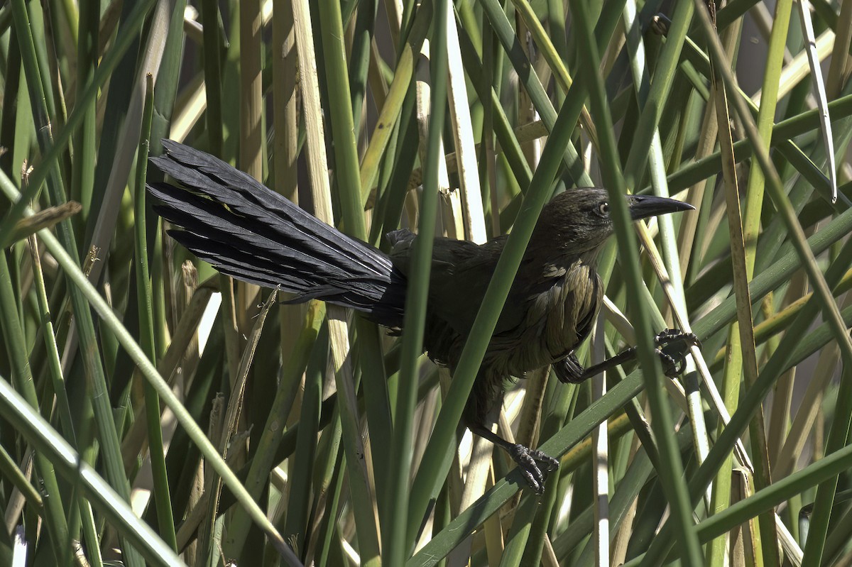 Great-tailed Grackle - ML644286578
