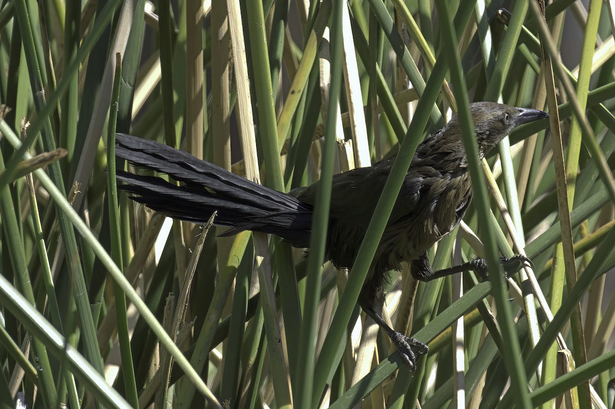 Great-tailed Grackle - ML644286579