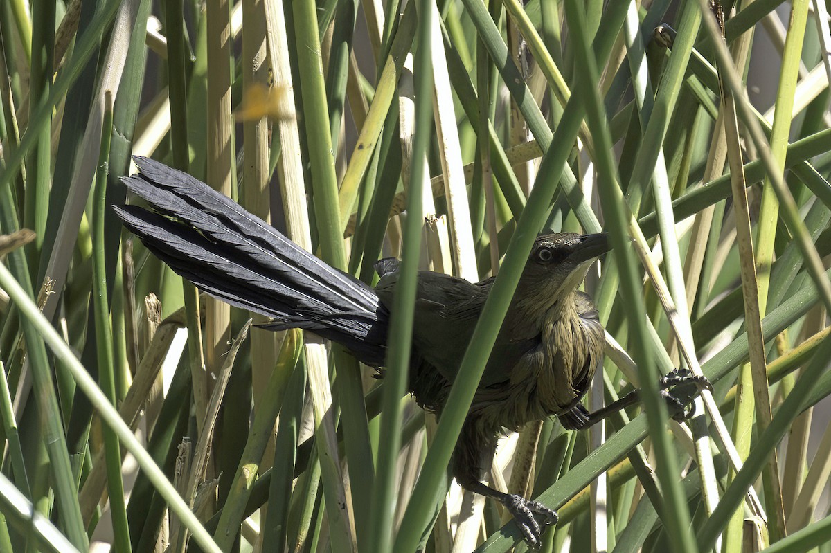 Great-tailed Grackle - ML644286580