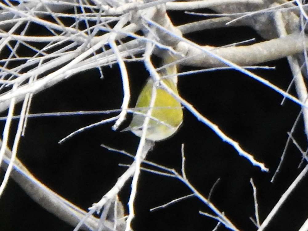 Tennessee Warbler - ML644286587