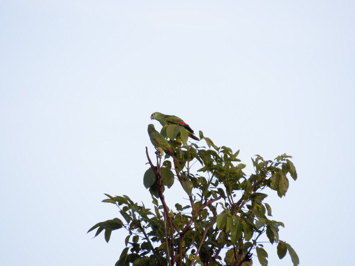 amazoňan modročelý - ML644286591