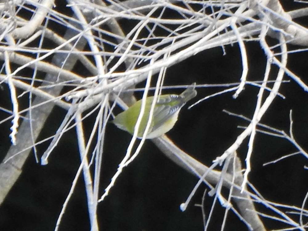 Tennessee Warbler - ML644286596