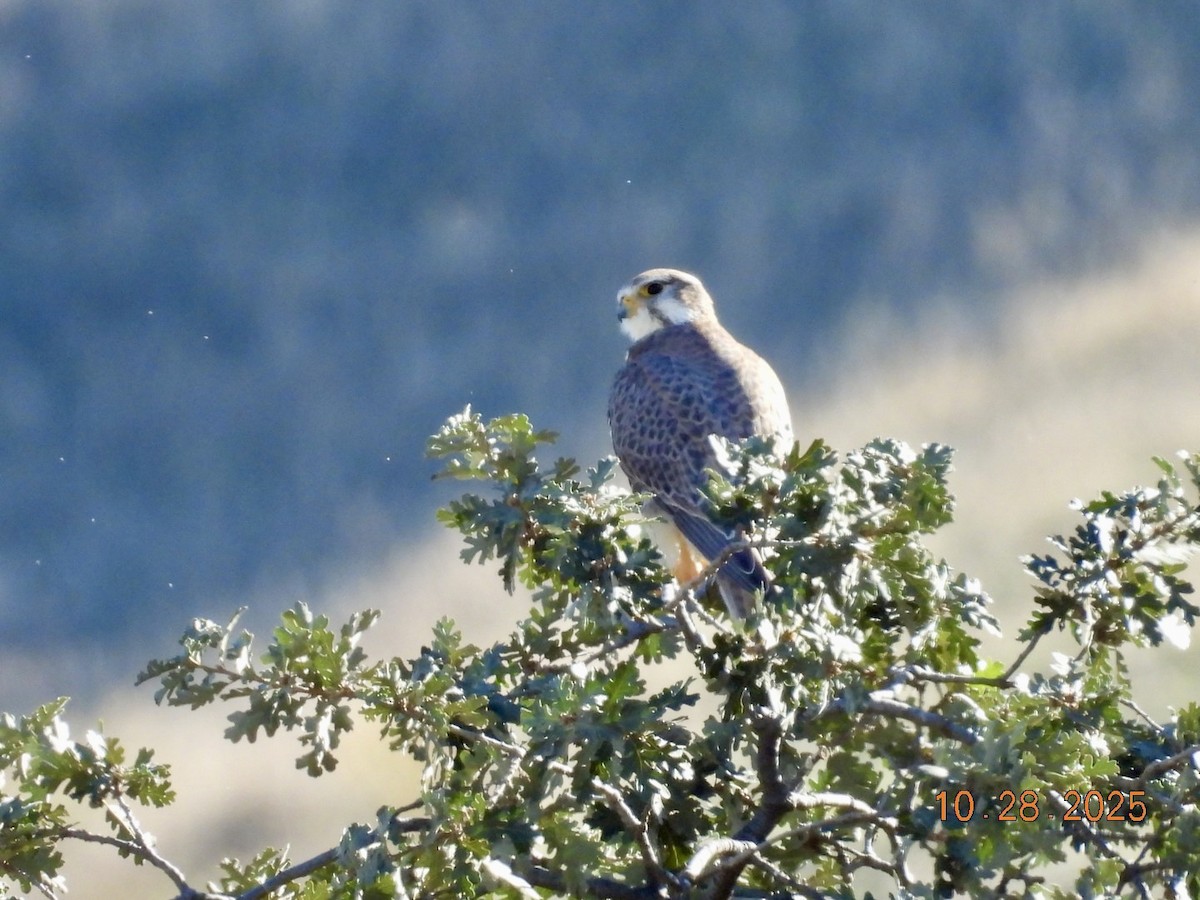 Faucon des prairies - ML644286599