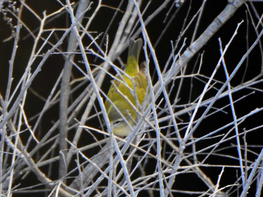 Tennessee Warbler - ML644286606