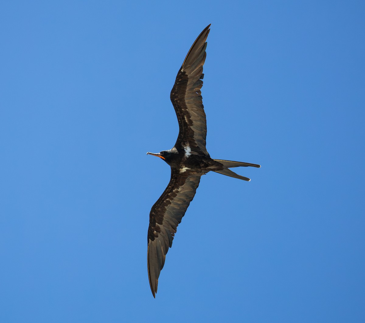 Frégate ariel - ML644286610