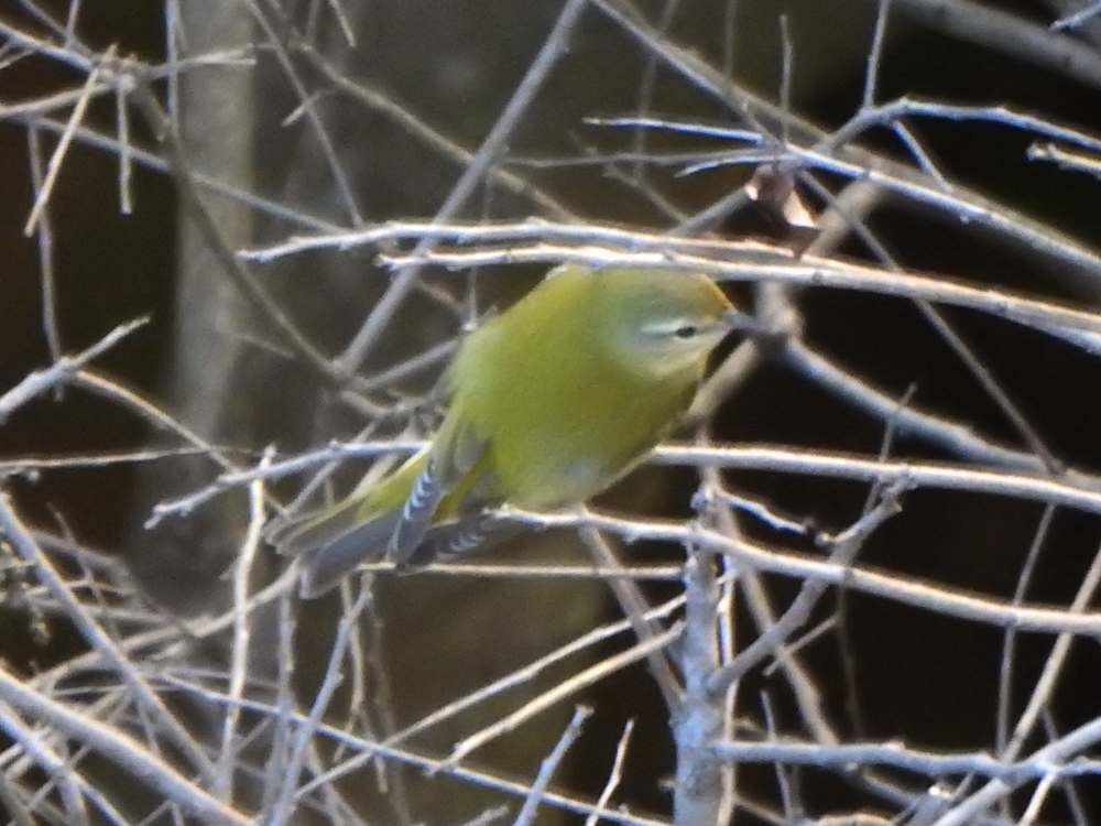 Tennessee Warbler - ML644286616