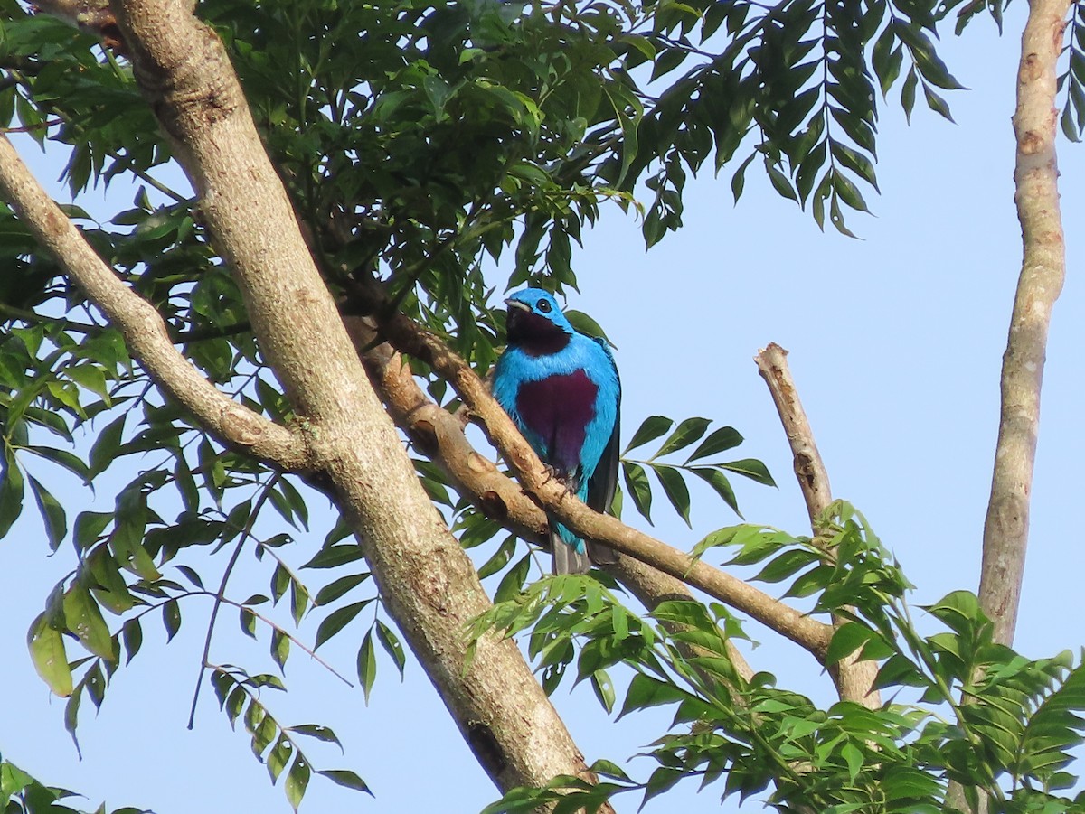 Turquoise Cotinga - ML644286619