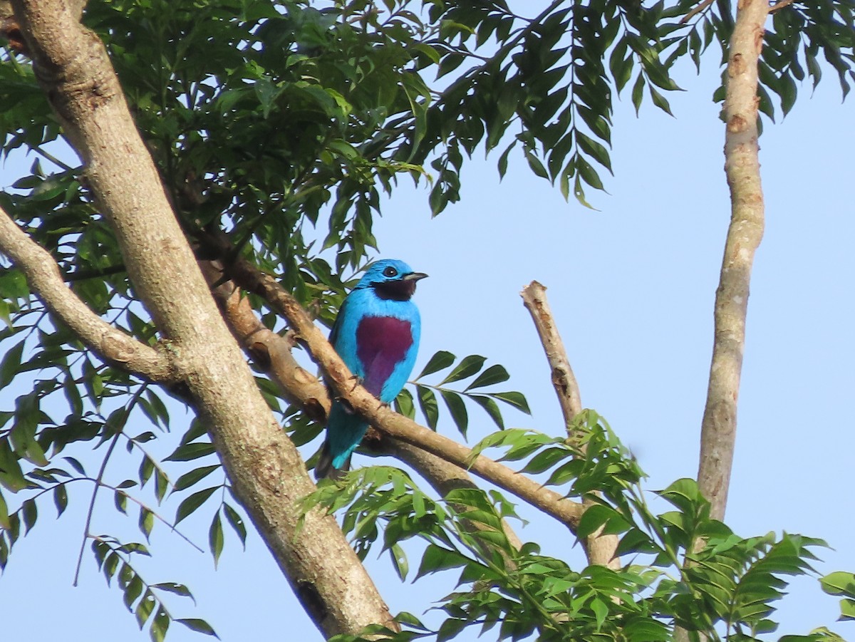 Turquoise Cotinga - ML644286621