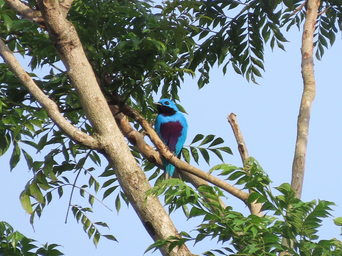 Turquoise Cotinga - ML644286622