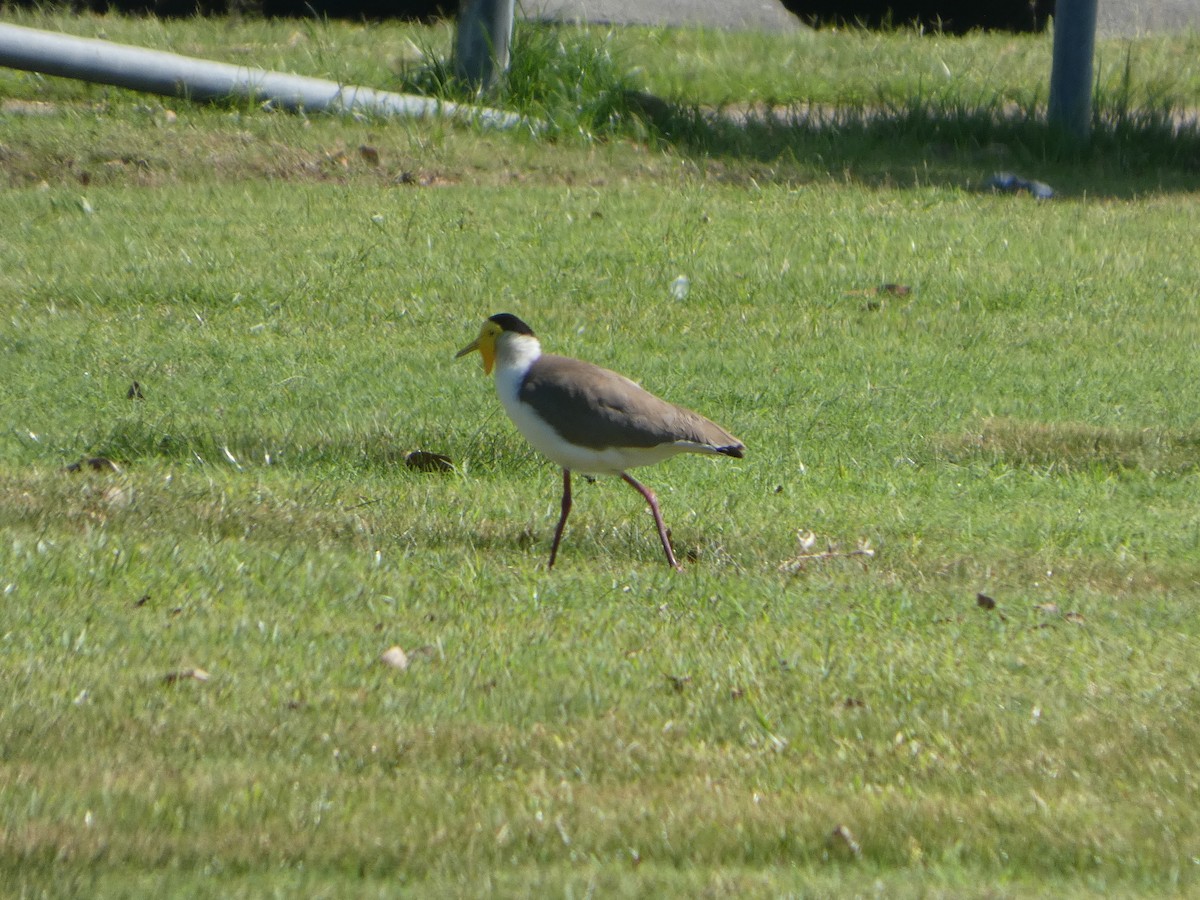 čejka australská (ssp. miles) - ML644286625