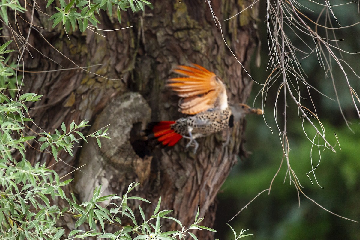 Шилоклювый дятел [группа cafer] - ML644286632